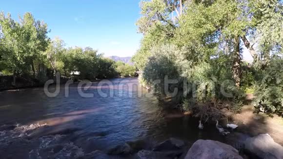 树木中的河流视频的预览图