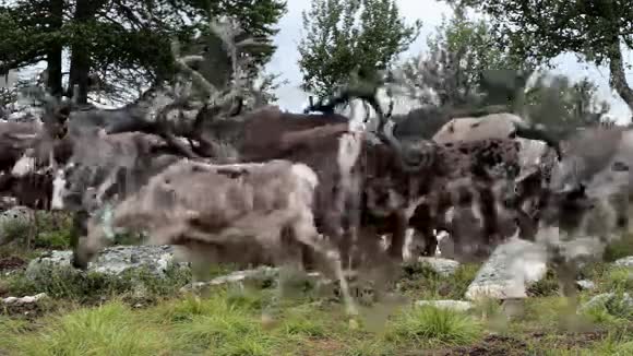 驯鹿放牧视频的预览图