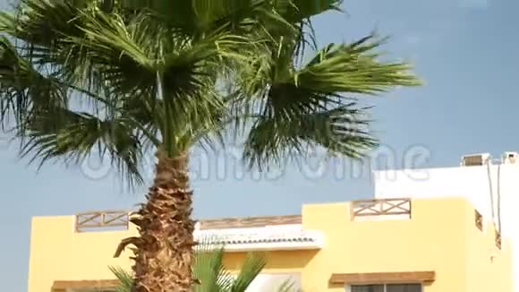 棕榈树的顶端视频的预览图