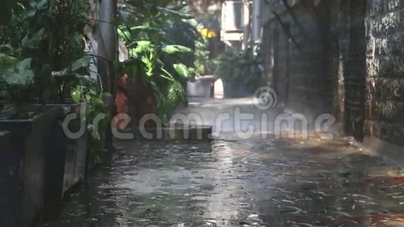 雨落在孟买空荡荡的街道上的植物上视频的预览图