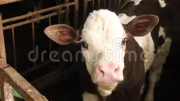 小牛在谷仓里视频的预览图