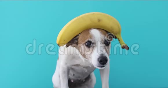 杰克拉塞尔狗在头上平衡香蕉和水果掉落视频的预览图
