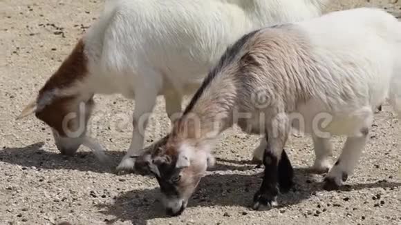 公园里的山羊视频的预览图
