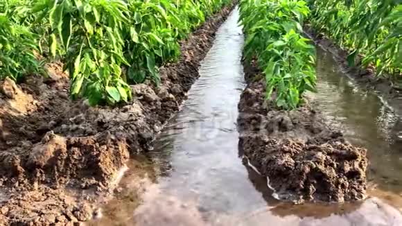 辣椒人工林灌渠灌满水传统的作物浇水农场种植蔬菜化肥视频的预览图