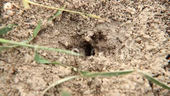 巢洞里的蚂蚁视频的预览图