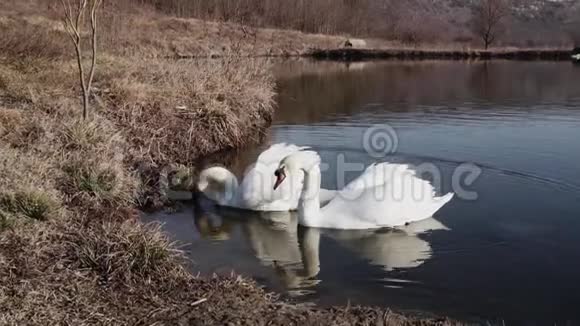 几只天鹅视频的预览图