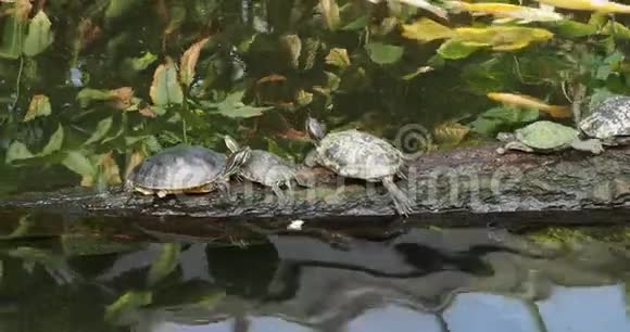 一群海龟视频的预览图