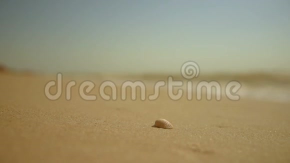 海底沙中的贝壳视频的预览图