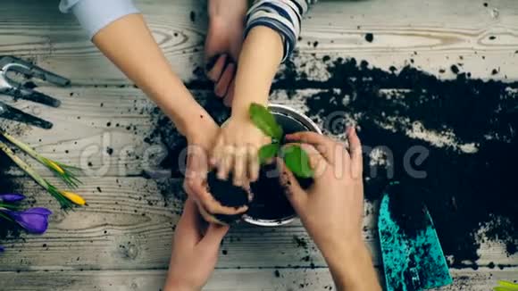 在花盆里种花的家人的手双手特写刨花在锅里园艺概念视频的预览图