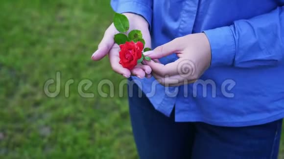 手中的红玫瑰视频的预览图