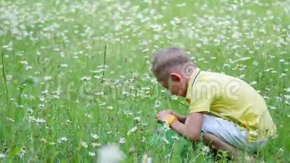 一个孩子一个男孩坐在草地上在雏菊中检查他的网昆虫夏天户外森林里视频的预览图