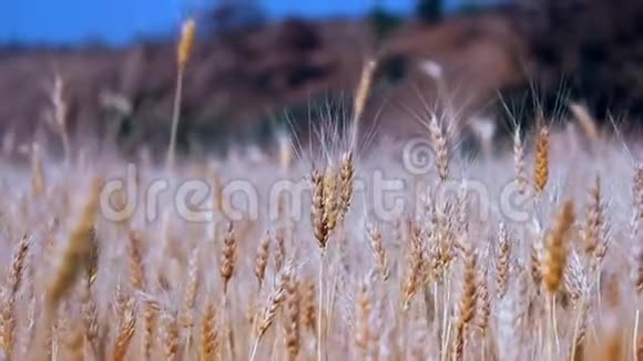 黄金食品小麦视频的预览图