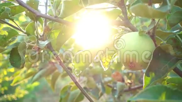 阳光下的苹果花园视频的预览图