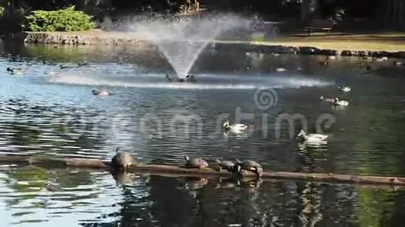在湖里喷泉视频的预览图