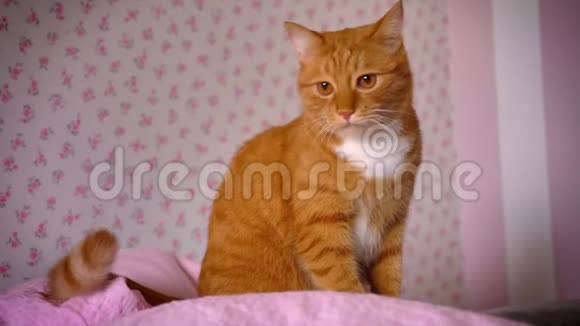 可爱俏皮的红猫在家里坐在粉红色的床上看上去很放松满足可爱的家畜室内视频的预览图