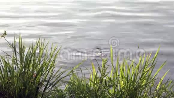 湖中的涟漪视频的预览图