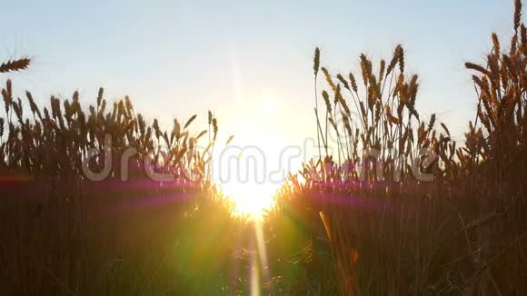 日落时一个快乐的孩子慢悠悠地跑过麦田以前是一个农民的儿子视频的预览图
