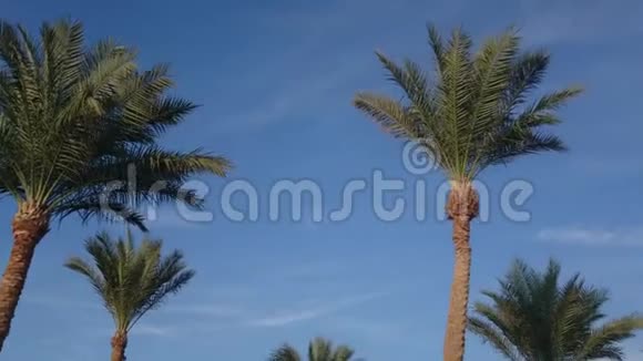 一堆棕榈树视频的预览图