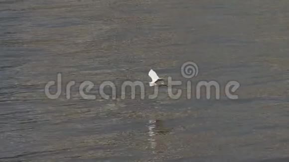 阳光明媚小白鹭飞过黄浦江鸟儿滑过水面降落在河岸高速电影视频的预览图