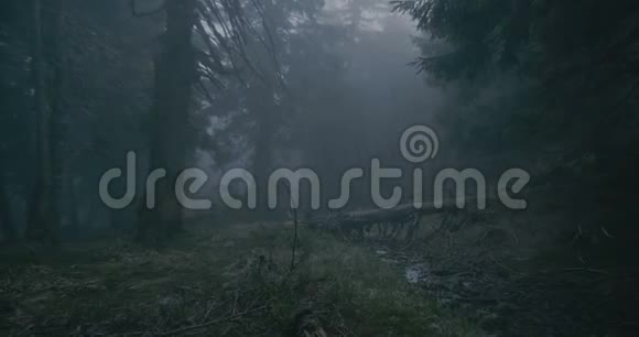 在邋遢的喀尔巴阡山一棵在黑暗的树林里有弯曲树枝的破树视频的预览图