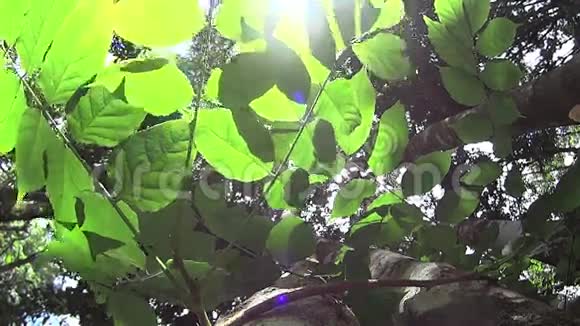 雨林植物7视频的预览图