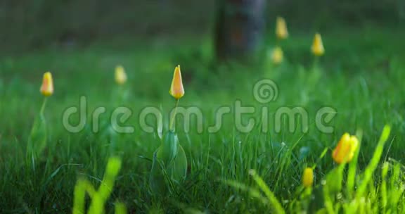 在草地上盛开的黄色郁金香视频的预览图