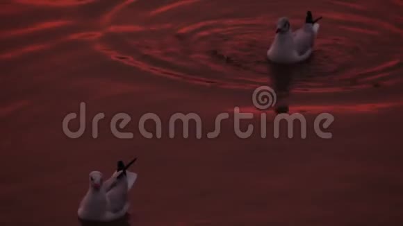 海上的海鸥视频的预览图