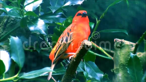 红色热带鸟视频的预览图