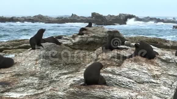 凯古拉的岩石上有海豹视频的预览图