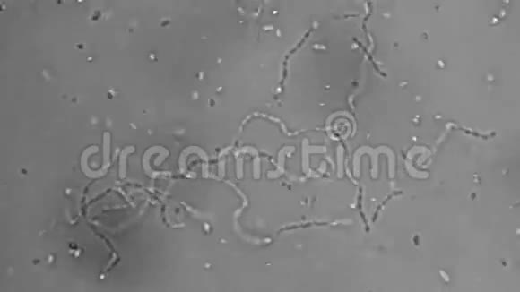 酵母细胞视频的预览图
