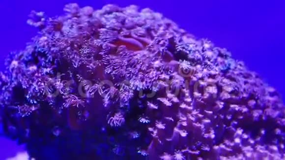 珊瑚视频的预览图