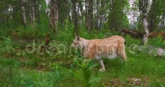两只精力充沛的欧洲猫晚上在森林里散步视频的预览图