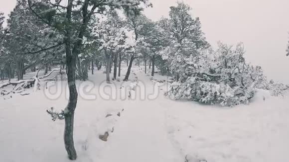 泛在雪道上视频的预览图