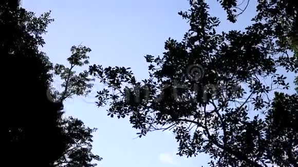 厄瓜多尔的自然视频的预览图