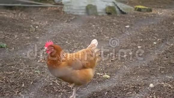 小鸡散步视频的预览图