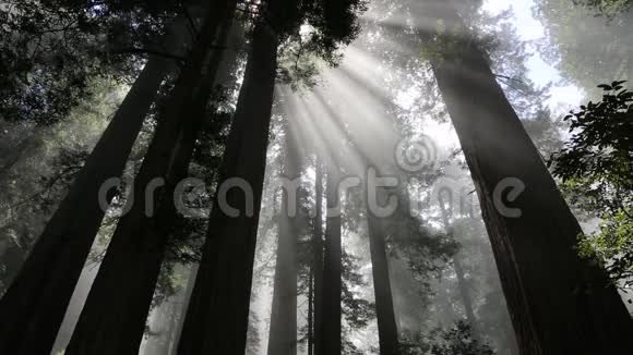 在森林里晒太阳视频的预览图