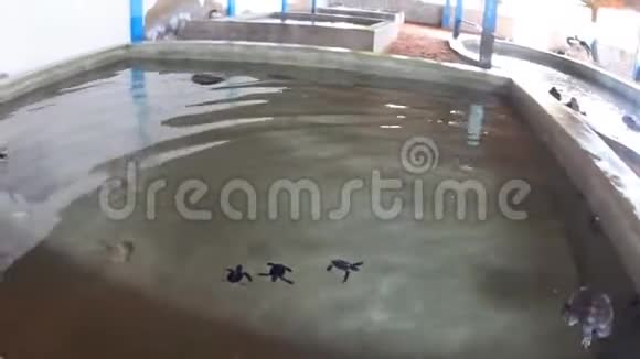 农场里的大海龟视频的预览图