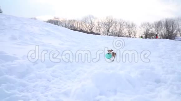 主动玩跑狗带圆盘玩具冬天的天气下雪白色的时刻DLSR摄像机慢镜头视频的预览图