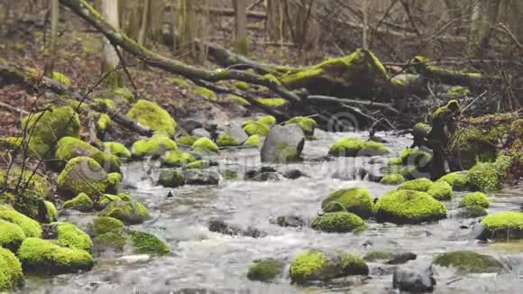 水流在森林溪流中视频的预览图