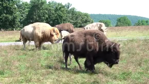 草原上的野牛视频的预览图