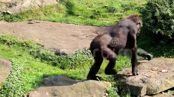看着雌性大猩猩坐下来视频的预览图