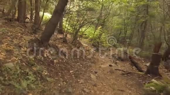 日本奥基加拉朱凯森林视频的预览图