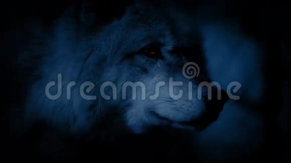 狼用发光的眼睛环顾四周视频的预览图