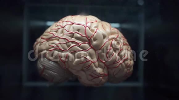人脑整形演示视频的预览图