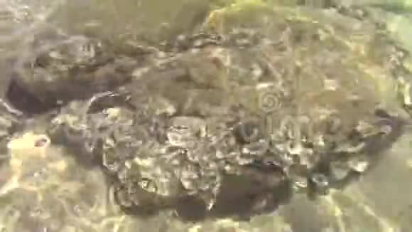 海底的岩石和贝壳视频的预览图