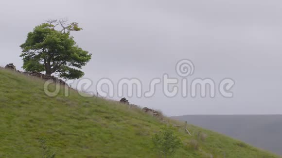 一棵树在山顶上视频的预览图
