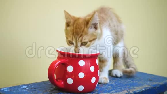 小猫喝大红杯里的牛奶视频的预览图