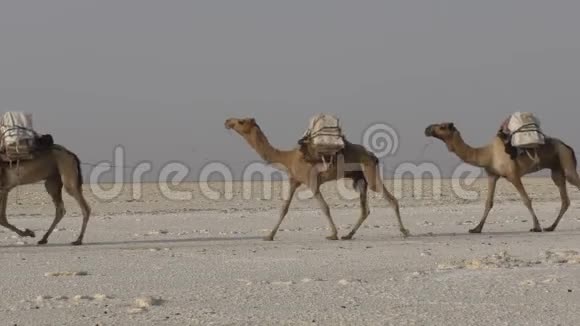 埃塞俄比亚达纳基尔沙漠非洲携带盐的骆驼商队视频的预览图