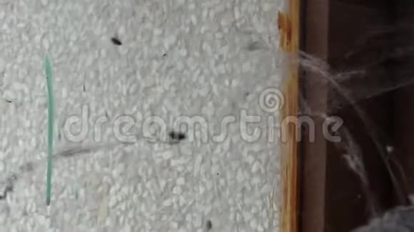 房子里的蜘蛛窝视频的预览图