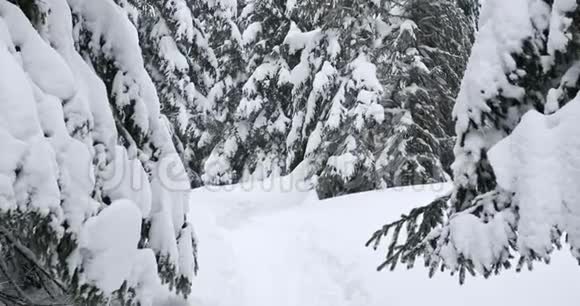 冬天森林里的徒步旅行者视频的预览图